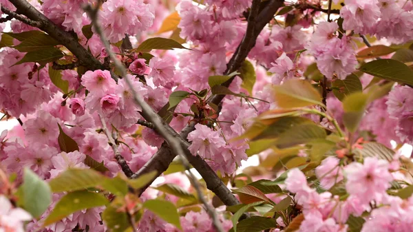 Branches Cerisier Avec Belles Fleurs Gros Plan Concept Printemps — Photo