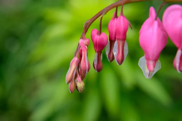 Vackra Blödande Hjärta Blommor Växer Trädgården Våren Solig Dag — Stockfoto