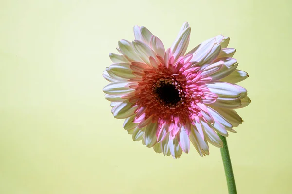 Beautiful Gerbera Flower Bright Background Spring Mother Day Concept Close — Stock Photo, Image