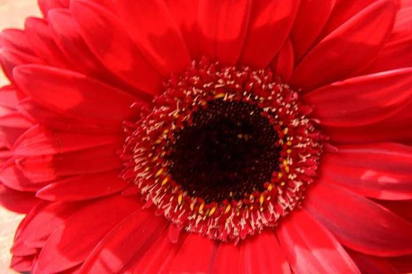 Bela Flor Gerbera Conceito Verão Vista Perto — Fotografia de Stock