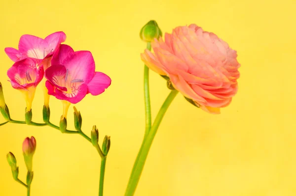 Flores Bonitas Fundo Brilhante Primavera Conceito Dia Mãe Vista Próxima — Fotografia de Stock