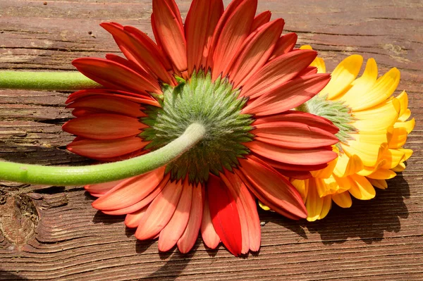 Schöne Gerbera Blumen Auf Holzgrund Sommerkonzept Nahsicht — Stockfoto