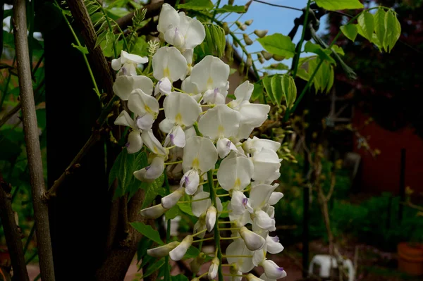 Hermosas Flores Que Crecen Jardín Día Soleado Concepto Primavera Día —  Fotos de Stock