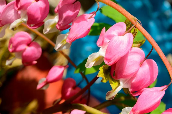 Krásné Krvácející Srdce Květiny Rostoucí Zahradě Jaře Slunečný Den — Stock fotografie