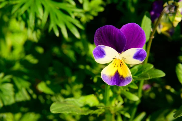 Piękny Kwiat Rośnie Ogrodzie Słoneczny Dzień Wiosna Dzień Matki Koncepcja — Zdjęcie stockowe
