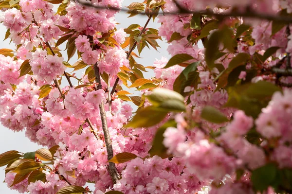 Güzel çiçekli kiraz ağacı dalları, yakın plan, bahar konsepti.  