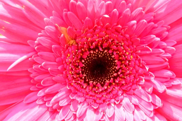 Bela Flor Gerbera Conceito Verão Vista Perto — Fotografia de Stock