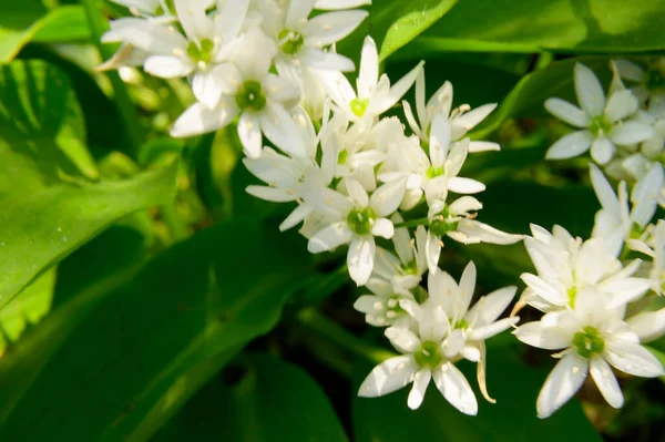 Bellissimi Fiori Che Crescono Giardino Nella Giornata Sole Concetto Festa — Foto Stock