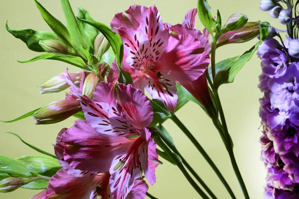 Bellissimi Fiori Sfondo Luminoso Concetto Festa Della Mamma Della Primavera — Foto Stock