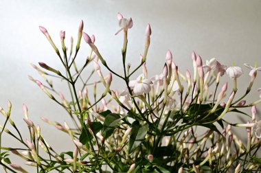 Işık arkaplanda güzel çiçekler, yaz konsepti, yakın manzara  