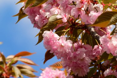 Güzel çiçekli kiraz ağacı dalları, yakın plan, bahar konsepti.  