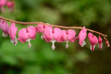 Baharın güneşli günlerinde bahçede büyüyen güzel kanayan kalp çiçekleri 