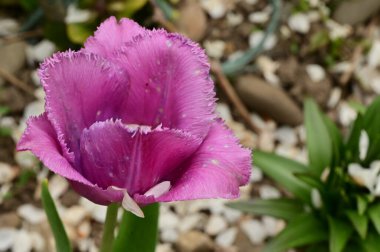 Güneşli bir günde, baharda ve anneler gününde bahçede büyüyen güzel lale çiçekleri. 
