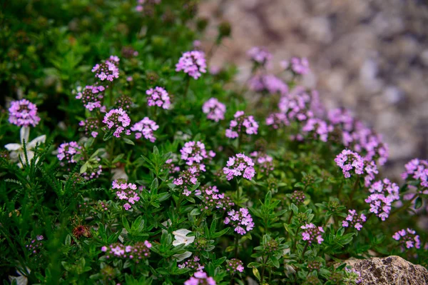 Vackra Blommor Som Xer Trã Dgã Rden Solig Dag Och — Stockfoto