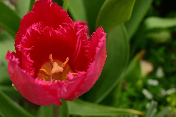 Bela Flor Tulipa Crescendo Jardim Dia Ensolarado Conceito Primavera Dia — Fotografia de Stock