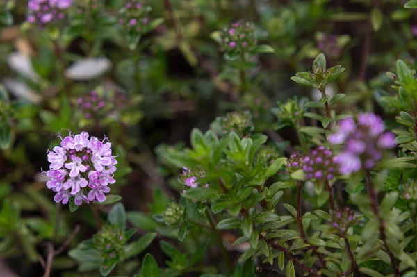 Flores Bonitas Que Crescem Jardim Dia Ensolarado Primavera Conceito Dia — Fotografia de Stock