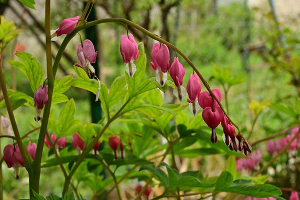 Lindas Flores Coração Sangrando Crescendo Jardim Dia Ensolarado Primavera — Fotografia de Stock