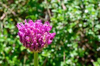 Baharda, güneşli bir günde bahçede büyüyen güzel çiçek. 