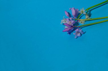 Parlak arka planda güzel çiçeklerin kompozisyonu, bahar konsepti, yakın görüş  