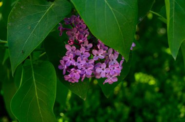 Güzel çiçekli leylak ağacı dalları, yakın plan, bahar konsepti.  