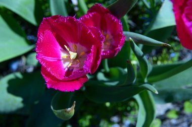 Baharın güneşli günlerinde bahçede büyüyen güzel laleler. 