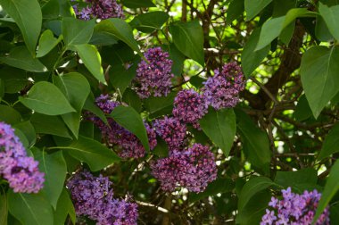 Güzel çiçekli leylak ağacı dalları, yakın plan, bahar konsepti.  