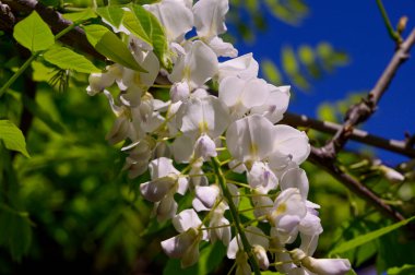 Güzel beyaz çiçekli ağaç dalları, yakın plan, bahar konsepti.  