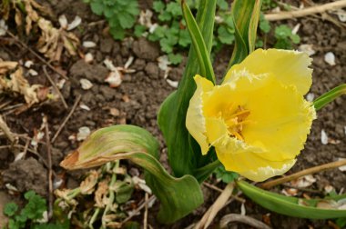 Baharın güneşli gününde bahçede büyüyen güzel lale. 