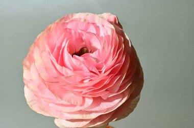 Renkli arka planda güzel bir gül çiçeği, bahar konsepti, yakın görüş  