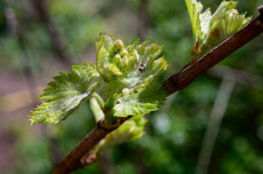 Taze yeşil yapraklı yeni ağaç dalı, yakın plan, bahar konsepti.  