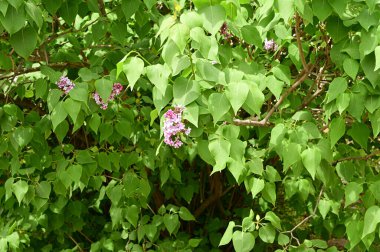 Güzel çiçekli leylak ağacı dalları, yakın plan, bahar konsepti.  
