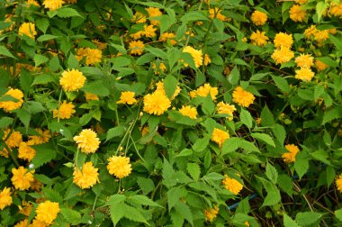 Baharın güneşli günlerinde bahçede büyüyen güzel çiçekler. 