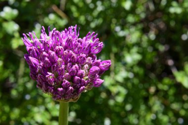 Baharda, güneşli bir günde bahçede büyüyen güzel çiçek. 