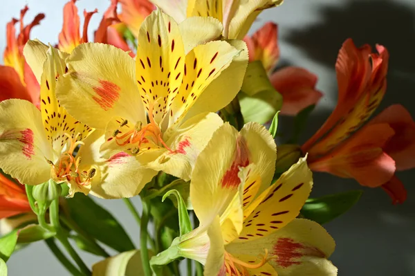 Buquê Flores Bonitas Fundo Colorido Conceito Primavera Vista Perto — Fotografia de Stock