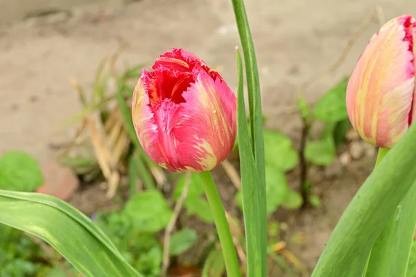 Mooie Tulpen Groeien Tuin Het Voorjaar Zonnige Dag — Stockfoto