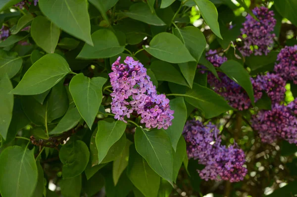 Lila Trädgrenar Med Vackra Blommor Närbild Vårkoncept — Stockfoto