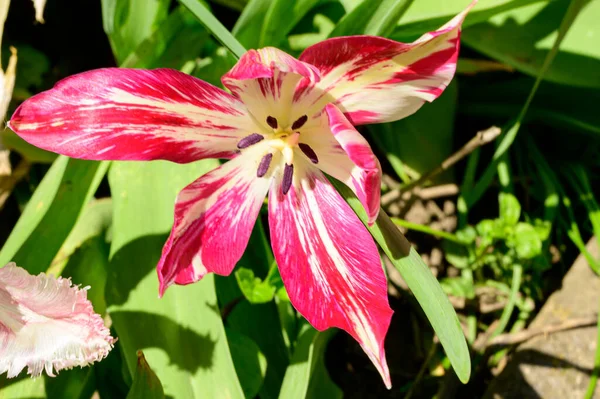 Gyönyörű Tulipán Kertben Tavaszi Napsütéses Napon — Stock Fotó