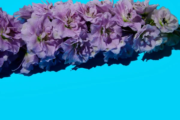 Belles Fleurs Sur Fond Lumineux Concept Printemps Vue Rapprochée — Photo