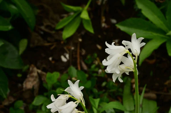 Mooie Bloemen Groeien Tuin Het Voorjaar Zonnige Dag — Stockfoto