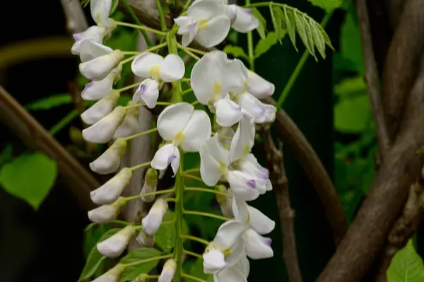 有美丽的白色花朵的树枝 春天的概念 — 图库照片