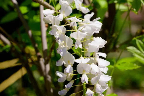 有美丽的白色花朵的树枝 春天的概念 — 图库照片