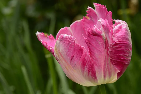 Hermoso Tulipán Creciendo Jardín Primavera Día Soleado — Foto de Stock