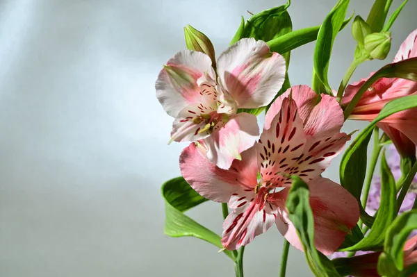 Bukiet Pięknych Kwiatów Kolorowym Tle Koncepcja Wiosna Widok Bliska — Zdjęcie stockowe