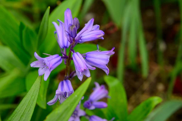 Hermosas Flores Que Crecen Jardín Día Soleado Primavera — Foto de Stock