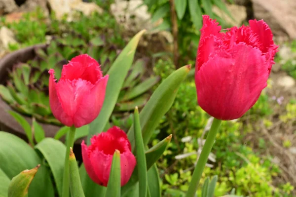 Belles Tulipes Poussant Dans Jardin Printemps Journée Ensoleillée — Photo