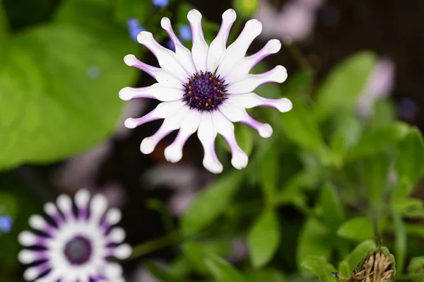春の晴れた日に庭で育つ美しい花 — ストック写真