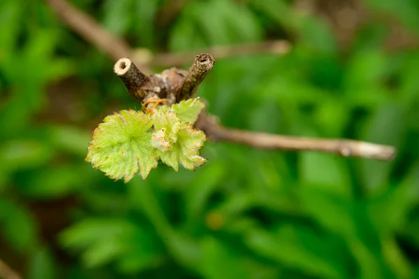 若い緑の葉を持つ新しい木の枝 クローズアップ 春のコンセプト — ストック写真