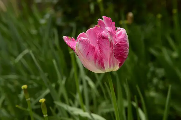 Красивый Тюльпан Растет Саду Весной Солнечный День — стоковое фото