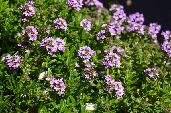 Flores Bonitas Crescendo Jardim Dia Ensolarado Primavera — Fotografia de Stock
