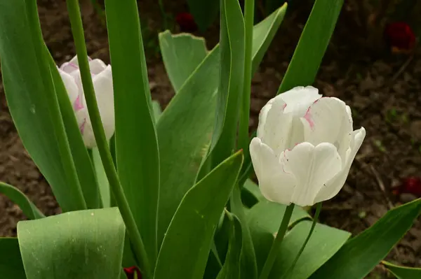 Красивые Тюльпаны Растут Саду Весной Солнечный День — стоковое фото